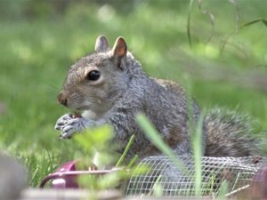 Supporting image for story: Mammal survey organisers wants help from county