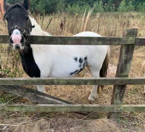 One of the horses in question. 