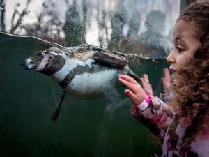 Supporting image for story: Twycross Zoo reflects on history as it celebrates World Penguin Day 