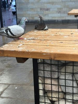 Pigeons in Dudley Market. Picture Jayne Beard/Shaukat Ali free for LDRS use