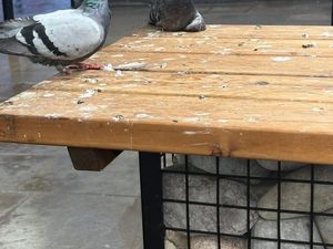 Supporting image for story: Dudley Council pledges clean up of pigeon poo filled market