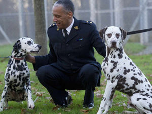 Supporting image for story: Telford couple escape jail over 'skeletal' Dalmatians