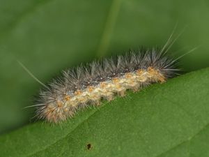Supporting image for story: ‘Plants use odour camouflage tricks to avoid being eaten by insects’