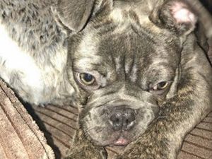 Supporting image for story: Stolen French bulldog may have been sold to someone in Wolverhampton