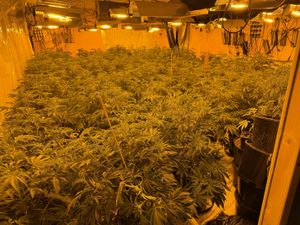 Supporting image for story: Cannabis worth up to £600,000 seized in Telford police raid