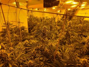 Cannabis farms are regularly raided across the Black Country