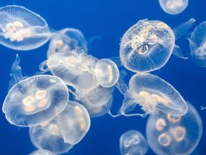 Supporting image for story: These responses to a bored scientist’s animal tweet will educate and astound you