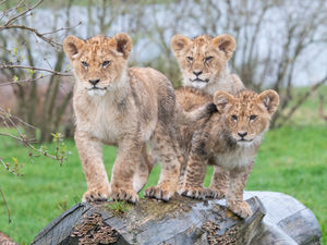 Supporting image for story: Roar-some safari day for cubs