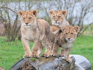 Supporting image for story: Roar-some safari day for cubs