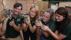 Scott Adams with a mother meerkat, Emma Horton with a five-month-old, Millie Brookes with a three-month-old and Verity Adams with a three-day-old 