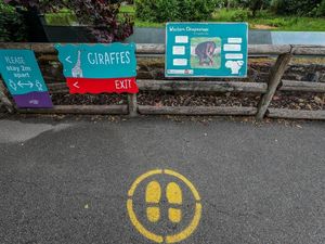 Supporting image for story: Zoos and drive-in cinemas to reopen in England from June 15, Johnson to say