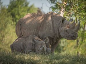 Supporting image for story: Record number of visitors flock to Chester Zoo