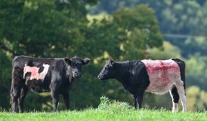 The entire herd now bears the St George's Cross - although it is more visible on some.