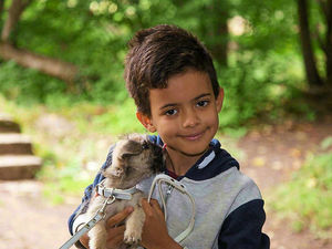 Supporting image for story: Puppy stolen from car boot sale on Shropshire border