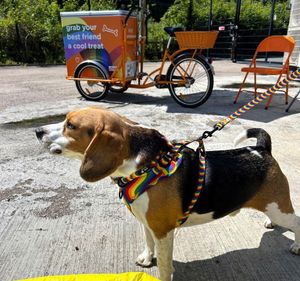 PetPlace welcomed dogs and their owners for a series of events in 2024