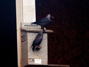 Supporting image for story: Jackdaws ‘can recognise friends and respond to warnings from birds they know’