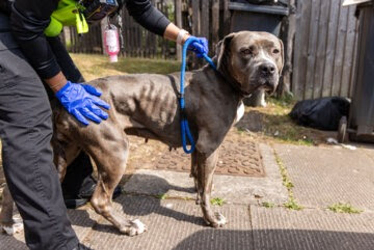 Underweight dog rescued from hazardous West Midlands drugs den seeks loving home after miraculous recovery