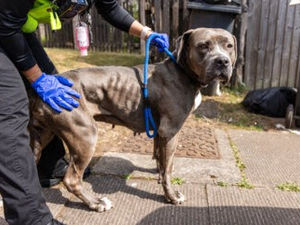 Supporting image for story: 'Underweight' dog rescued from hazardous West Midlands drugs den seeks loving home after miraculous recovery
