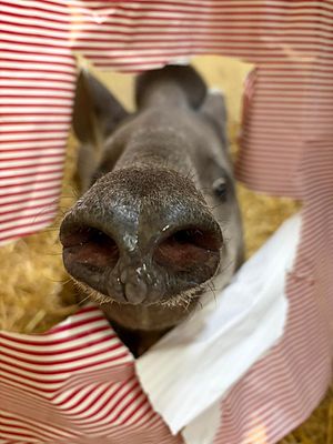 Dudley Zoo's Brazilian tapir enjoys some festive enrichment