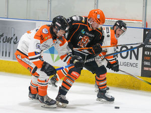 Supporting image for story: Seven-up for the Tigers as they hammer the Steeldogs