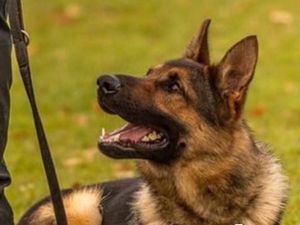 Supporting image for story: Suspect tracked down by police dog after allegedly breaking woman's arm