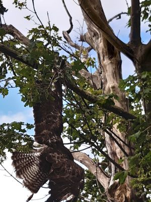 Brian while he was trapped in the tree