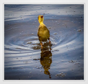 Duckling catching a fly by Stephen Haycock