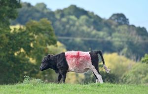 One of the cows with its fresh St George's style.