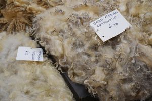 Choose raw fleeces from local flocks and rare breeds.