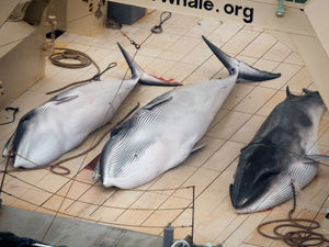 Supporting image for story: Peter Rhodes on the wickedness of whaling, a movie classic and the statistics of terrorism