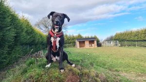 Could you give Mischief, also known as 'The Chief', a home?