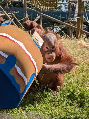 The orangutans celebrate their third birthdays at Dudley Zoo