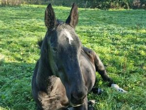 Supporting image for story: Police appeal after elderly horse stolen and led through Telford's Christmas market