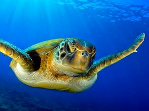 Supporting image for story: Sea turtles are coming back from the brink of extinction following extensive conservation efforts