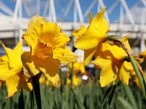 Supporting image for story: Get outside (or close your curtains) - it's World Naked Gardening Day!