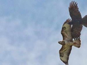 Supporting image for story: Buzz off, buzzard! Star Witness picture captures crow dive bombing bird of prey