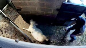 A worker at a halal abattoir, beating and kicking sheep through a gate, Arley, Warks. 