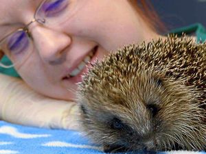 Supporting image for story: Watch: Impaled hedgehog on road to recovery at Shropshire vets