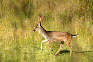 Rutting season leads to an increase in deer activity on Cannock Chase