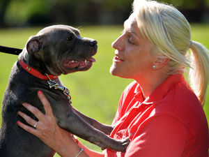 Supporting image for story: Ravens Rescue UK to host charity dog olympics event