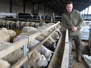 Supporting image for story: Police investigating sheep killing on Staffordshire farm