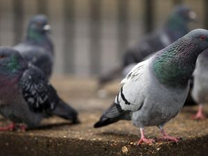 Supporting image for story