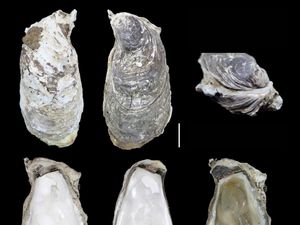 Supporting image for story: Queen’s researcher leads efforts to protect newly recognised oyster species