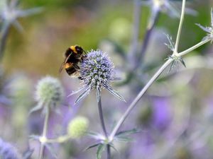 Supporting image for story: Bees can be left or right-handed like humans