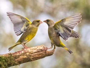 Two birds can be seen getting into a flap after an angry blackcap karate kicked a greenfinch in the beak
