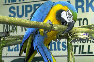 Supporting image for story: Trial of Staffordshire man accused of mistreating birds and selling endangered species set for December