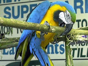 Supporting image for story: Trial of Staffordshire man accused of mistreating birds and selling endangered species set for December