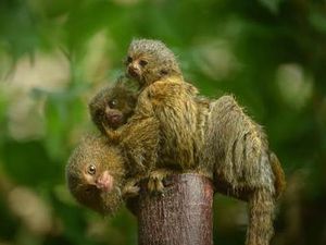 Supporting image for story: Pygmy marmoset twins born at Chester Zoo