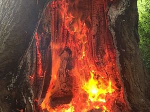 Supporting image for story: 250-year-old ancient oak tree catches fire in Cannon Hill Park