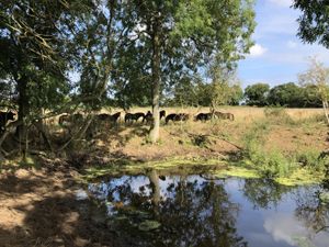 Supporting image for story: Farmers and landowners to bid for funds to ‘rewild’ countryside